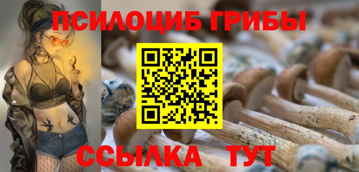 продажа наркотиков  Вход с VPN  Вольск  Псилоцибиновые грибы Psilocybine cubensis 